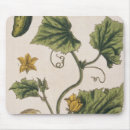 Search for herbal electronics Garden
