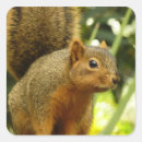 Search for ground squirrel stickers Animal