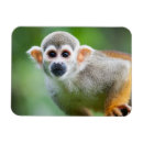 Search for amazons magnets America