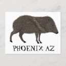Search for phoenix postcards Desert