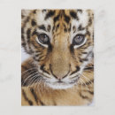 Search for tiger postcards Cub