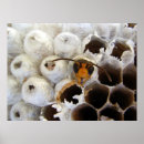 Search for wasps posters Nest