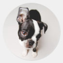 Search for boston terrier puppy stickers Animal