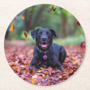 Search for black labrador coasters Pet