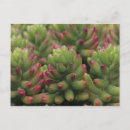 Search for sonora postcards Succulent