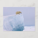 Search for animals of north america postcards Alaska