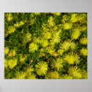 Search for flowering plants posters Floral
