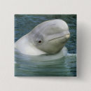 Search for marine mammals badges Cute