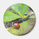 Search for ladybug magnets Spots