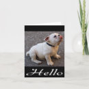 Search for english bulldog cards Puppies