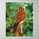 Search for perched art Bird of prey