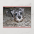 Search for schnauzer puppy postcards Schnauzers