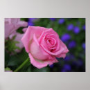 Search for rose macro posters Bloom