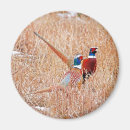 Search for pheasant magnets Animal
