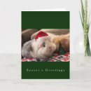 Search for guinea pig christmas cards Cavy