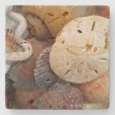 Search for dollars coasters Seashells