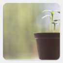 Search for sprout stickers Nature