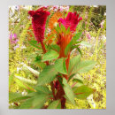 Search for cockscomb Floral