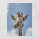 Search for giraffe face photography Wildlife