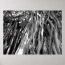 Search for banyan posters Photography
