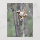 Search for monkey photos postcards Asia