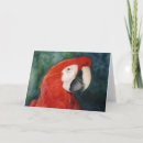 Search for pet macaw cards Scarlet