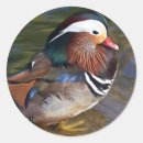 Search for asian animal stickers Nature