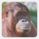 Search for cool monkey stickers Primate