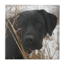 Search for labrador puppy tiles Black lab