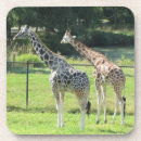Search for giraffe coasters Spots