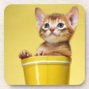 Search for yellow coasters Pet