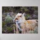Search for red fox art Foxes