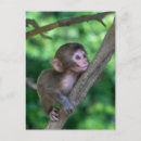 Search for japanese snow monkeys postcards Japanese macaque monkey