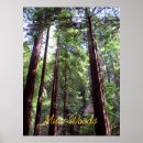 Search for muir woods posters Redwood