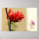 Search for weird posters Red