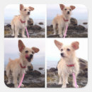 Search for dog beach stickers Puppy
