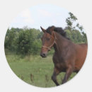 Search for bay stickers Equine