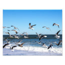 Search for seagull flying posters Beach