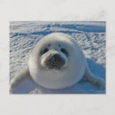 Search for cute seal pup Animal