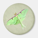 Search for moth magnets Animals