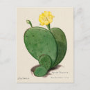 Search for fig illustration Vintage
