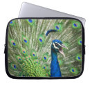 Search for peafowl cases Animals