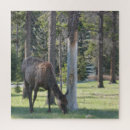 Search for jasper national park puzzles Alberta