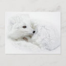 Search for curles postcards Curled