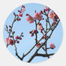 Search for plum blossom stickers Pink
