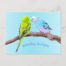 Search for budgie birthday cards Budgerigar