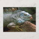 Search for iguana postcards Wildlife