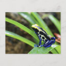Search for darts postcards Animal