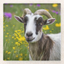 Search for goat coasters Pet