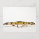 Search for cold blooded postcards Scales